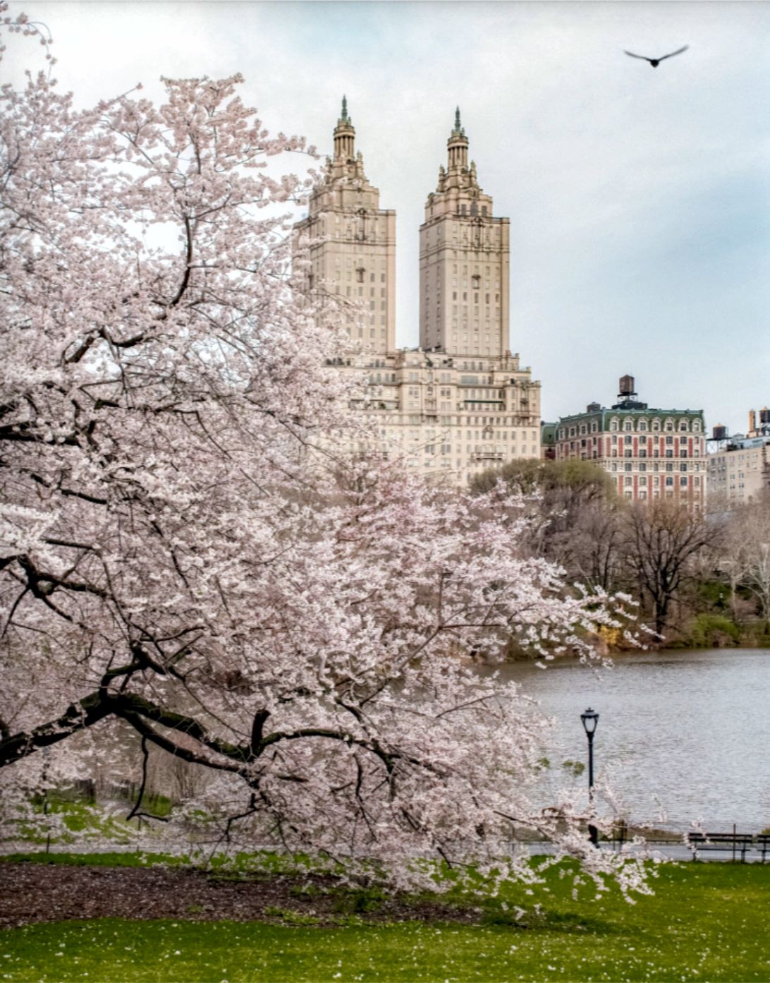1 Hour Central Park Pedicab Tour NYC
